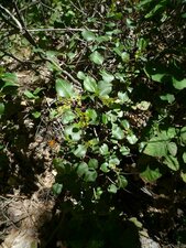Rhamnus ilicifolia Plant